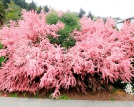 Тамарикс гіллястий "Pink Cascade"
