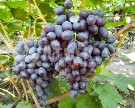 Виноград Бруно (ультра ранній синій сорт)