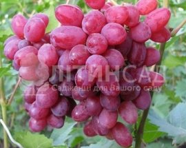Виноград "Геліос" (дуже ранній, рожевий) горшок 2л