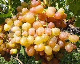 Виноград "Хамелеон" (ультра ранній, жовто-оранжевий)