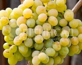 Виноград "Кишмиш Кеша" (дуже ранній, жовтий) горшок 2л