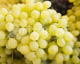 Виноград "Лора" (дуже ранній, зелено-білий) горшок 2л