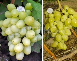 Виноград "Подарунок Запоріжжю" (середньо-ранній, жовтий) горшок 2л