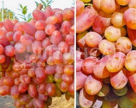 Виноград "Преображение" (дуже ранній, жовто-рожевий) горшок 2л