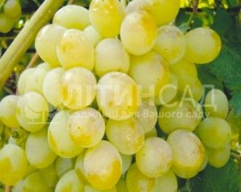 Виноград Русвен