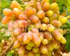 Виноград "Юліан" (дуже ранній, рожево-жовтий)