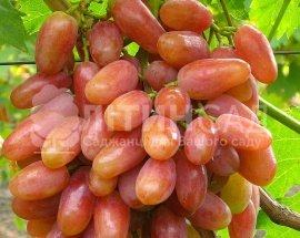 Виноград "Ювілей Новочеркаський" (ранній, жовто-рожевий)