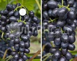 Виноград "Забава" (дуже ранній, синій) горшок 2л