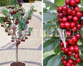 Колоновидная Вишня Ашинский Гибрид