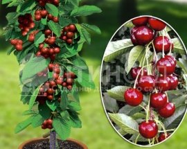 Колоновидная Вишня Восторг