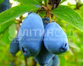 Жимолость "Вітамінна"