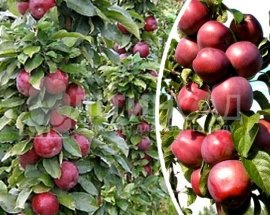 Колоновидная Яблоня Вожак