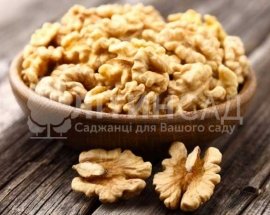 Волоський горіх "Прикарпатський" *Щеплений*
