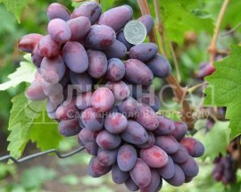 Виноград Еталон