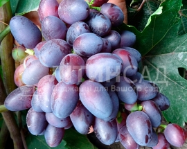 Виноград Красотка (ранній сорт) 