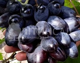 Виноград Владика ночі