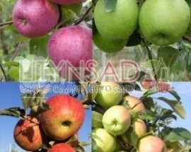 Колесо фонтуни