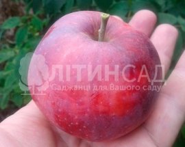 Яблуня Вильямс Прайд