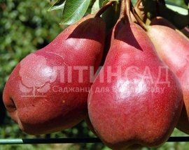 Груша Вильямс Красный