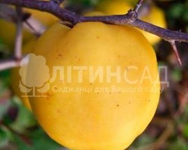 Айва Яблуковидна