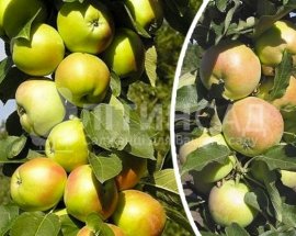 Колоновидная Яблоня Белоснежка