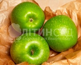 Яблуня Гренни Смит