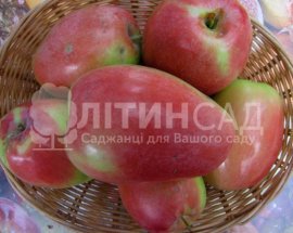 yablunia-kandil-synap