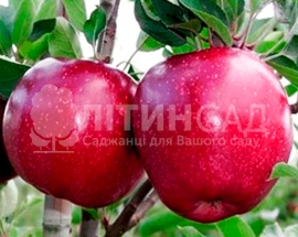 Яблуня Чорний принц