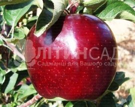 Яблуня Джероміні