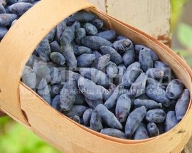 Жимолость "Голубе Веретино" (ранній, врожайний) горшок 1л