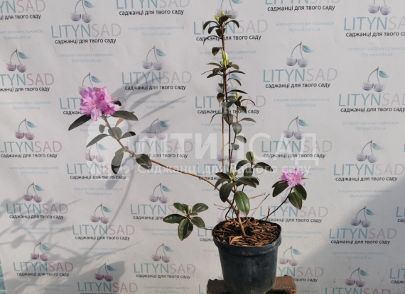 Азалія Японська Еліт горшок 1л