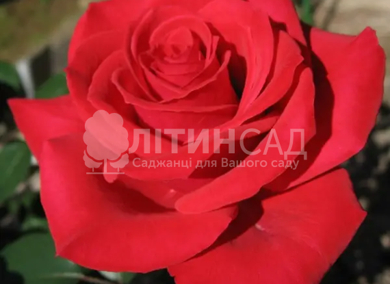 Роза Корвет