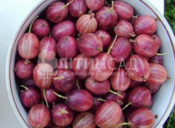 Агрус Ласкавий
