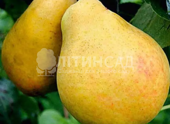 Груша Еріка