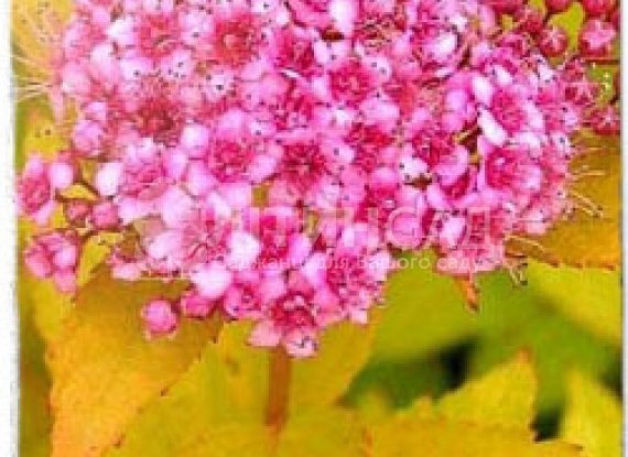 Спірея золотиста Goldmound (Голдмаунд) (2л)