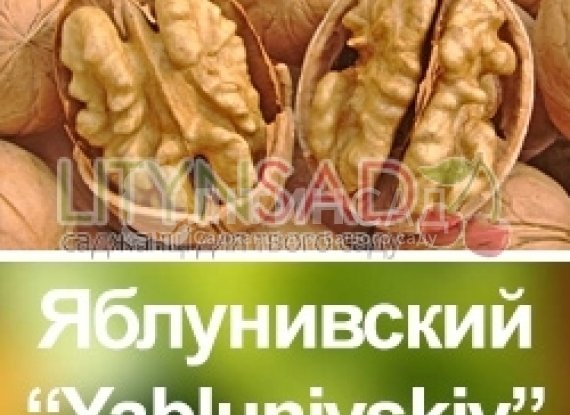 Волоський горіх "Яблунівський" *Щеплений*