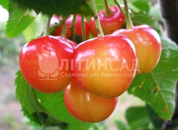 Черешня Аэлита