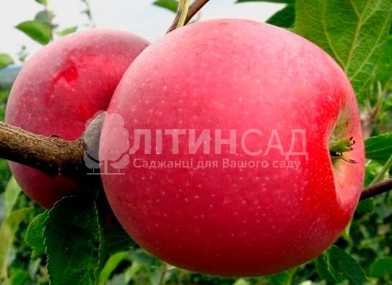 Яблуня Айдаред