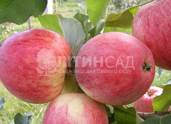 Яблуня Алые паруса