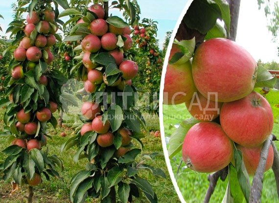 Колоновидная Яблоня "Арбат"
