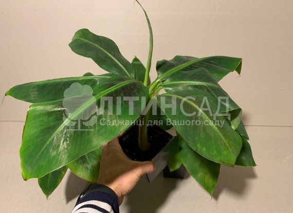 Банан Кавендіш (Dwarf Cavendish) - солодкий, невибагливий, скороплідний