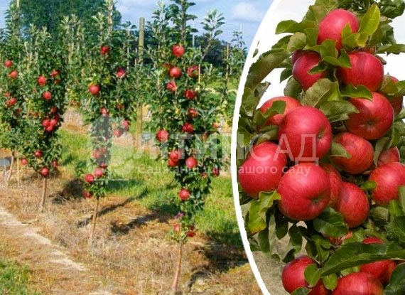 Колоновидная Яблоня Баргузин