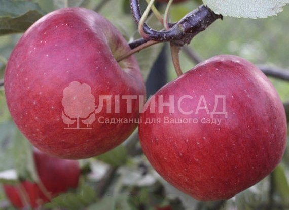 Яблуня Богемия