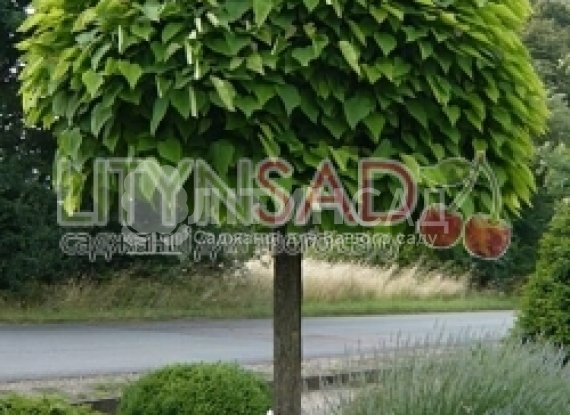 Катальпа Бігорієвидна