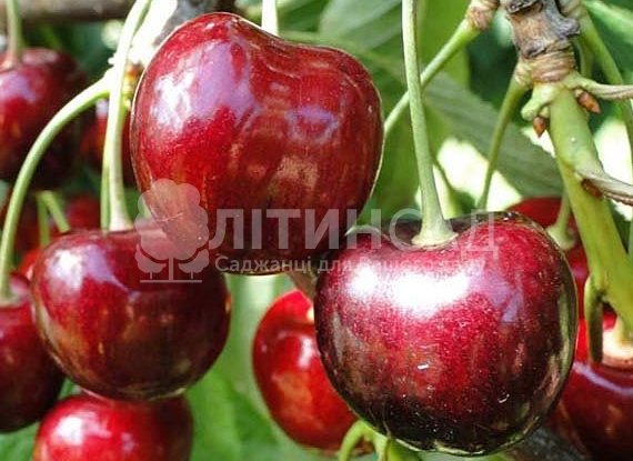 Черешня Кордия