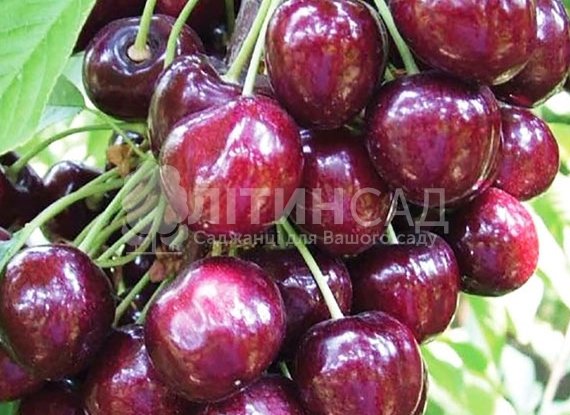 Черешня Сем