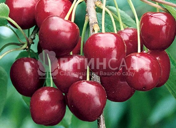Черешня Джорджия