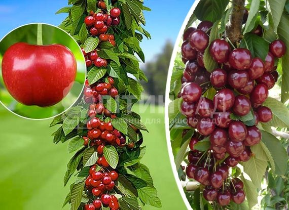 Колоновидная Черешня Сильвия