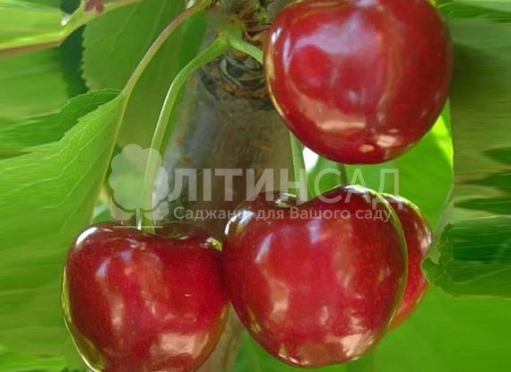 Черешня Валерия