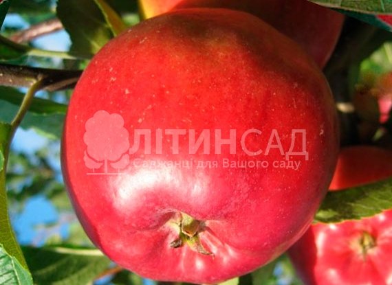 Яблуня Дельбар Жюбиле